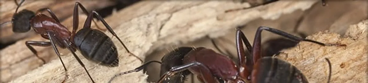 Close-up of ants on wood showing an active ant infestation in South Bend, IN