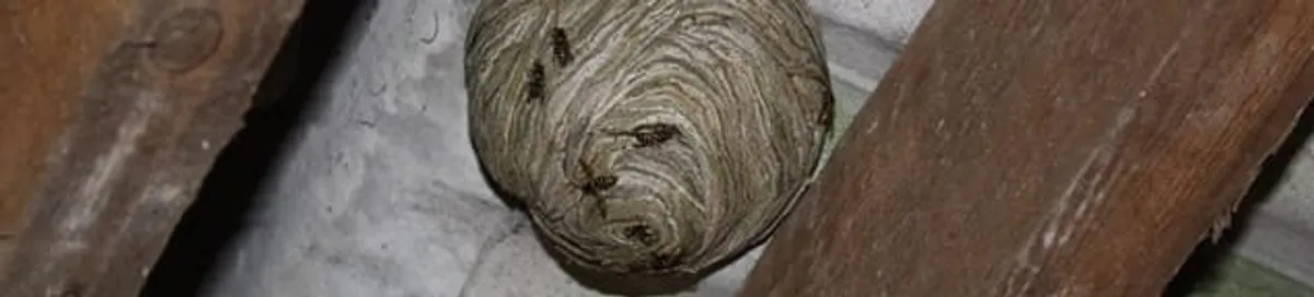 Wasp nest in an attic space, a common home infestation risk in South Bend, IN