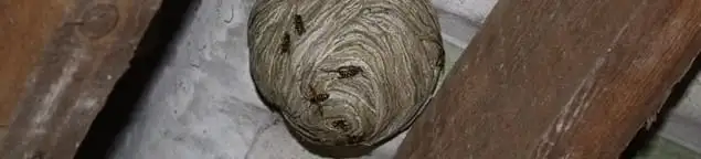 Wasp nest in an attic space, a common home infestation risk in South Bend, IN