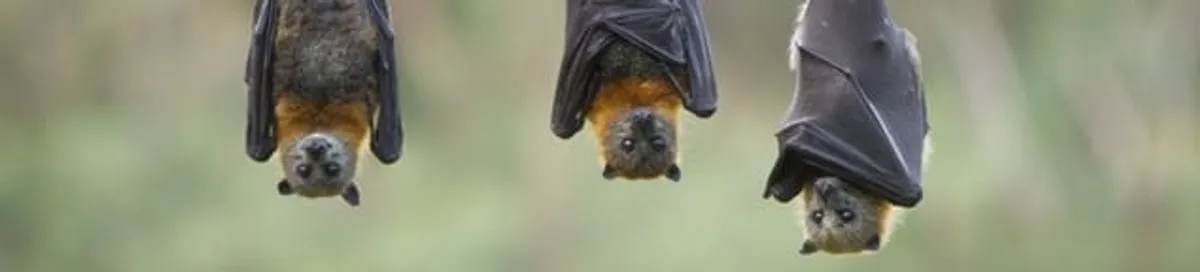 Bats roosting together, a common sign of a bat infestation in South Bend, IN