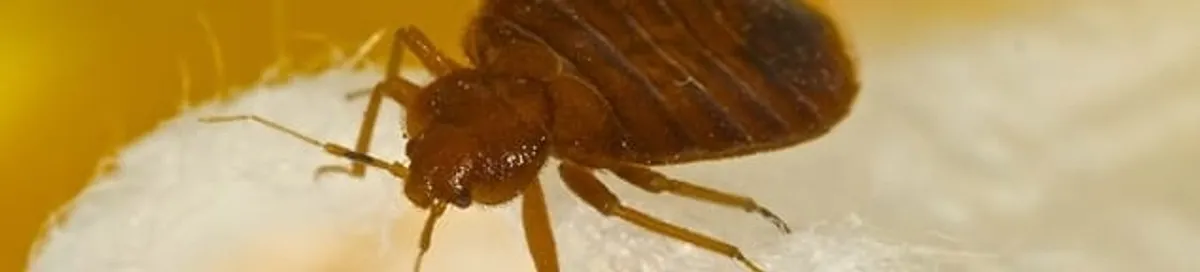 Close-up of a bed bug, a sign of an active infestation in South Bend, IN