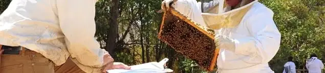 Bee removal specialists relocating a hive and honeycomb safely in South Bend, IN