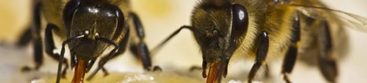 Close-up of honey bees, a sign of a nearby hive in South Bend, IN