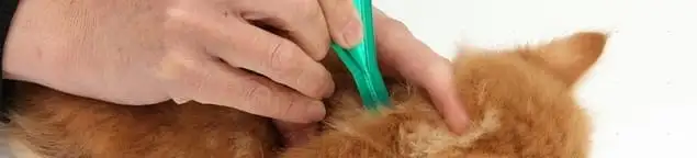 Flea treatment for pets using a flea comb, a sign of flea problems in South Bend, IN