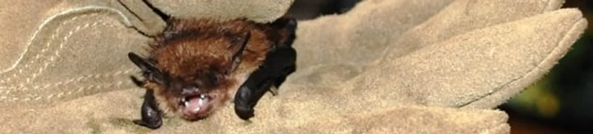 Bat removal specialist holding a bat safely during humane exclusion in South Bend, IN