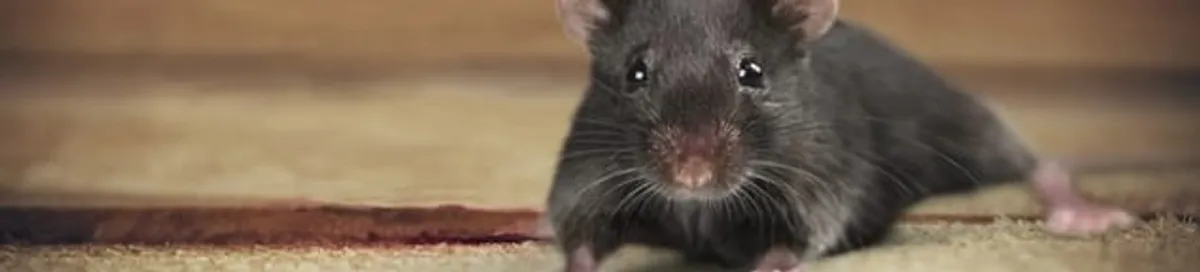 Mouse indoors, a common sign of a rodent infestation in South Bend, IN