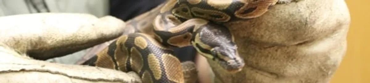 Snake removal specialist safely handling a snake with protective gloves in South Bend, IN