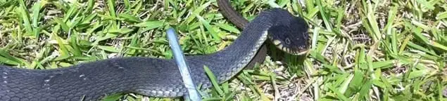 Snake in a yard, a common sign of a snake problem near a home in South Bend, IN
