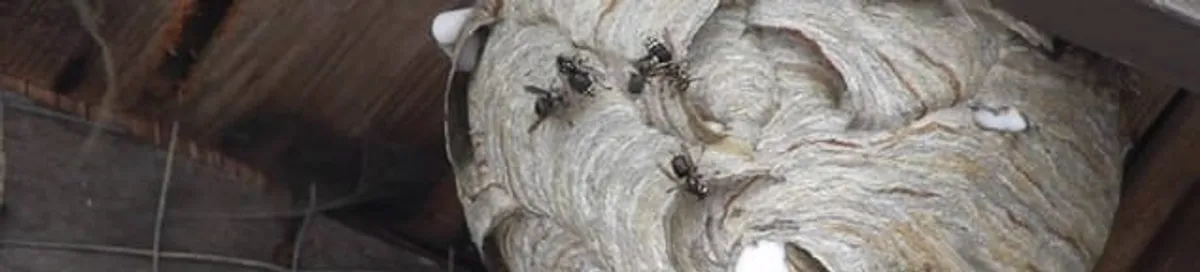 Close-up of a wasp nest with active wasps, a sign of an infestation in South Bend, IN
