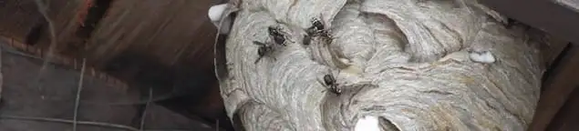 Close-up of a wasp nest with active wasps, a sign of an infestation in South Bend, IN